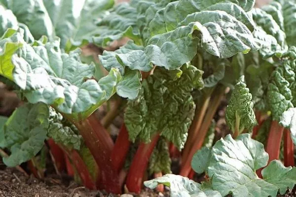 ревень Макдональд