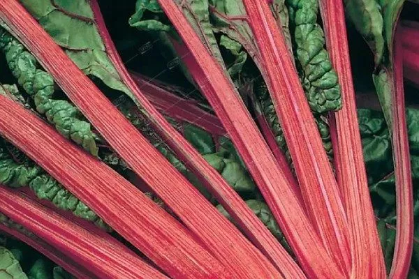 ревень рубин