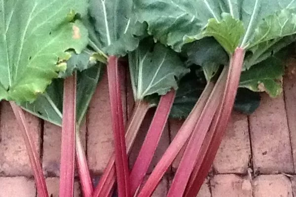 ревень Stein's Champagne