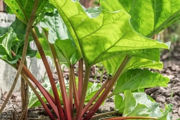 ревень Восход солнца (Early Sunrise)