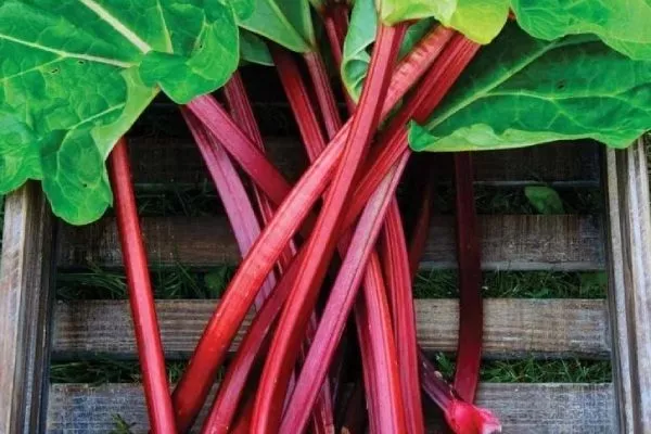 ревень Тимперли ранний