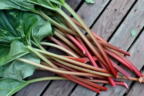 ревень Валентинка