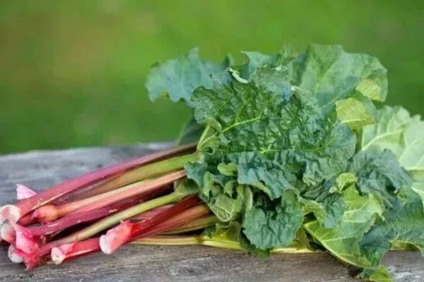 ревень Алтайские зори