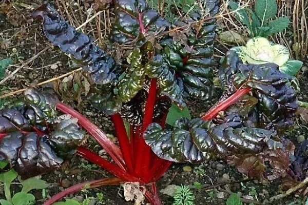 ревень Красный поздний-34