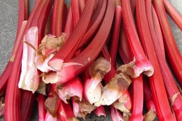 ревень Парагон