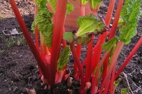 ревень шампань