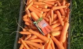 описание корнеплодов