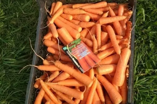 описание корнеплодов