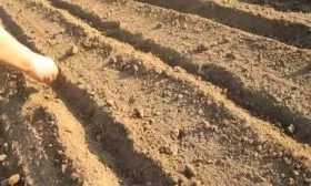 посев моркови в грядки