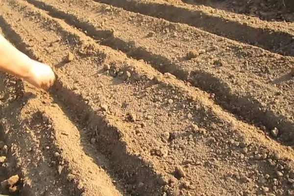 посев моркови в грядки