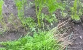 прореживание моркови