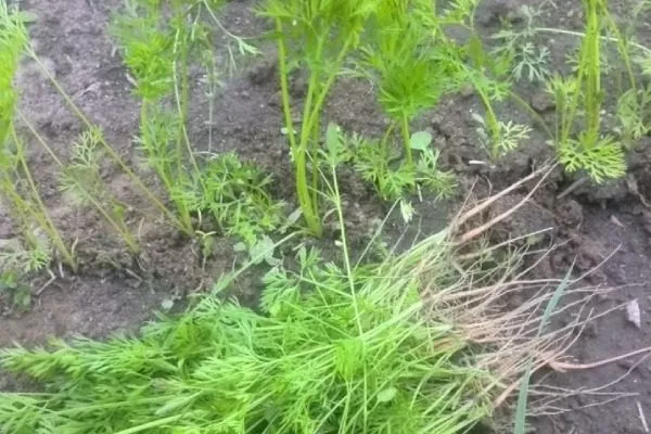 прореживание моркови