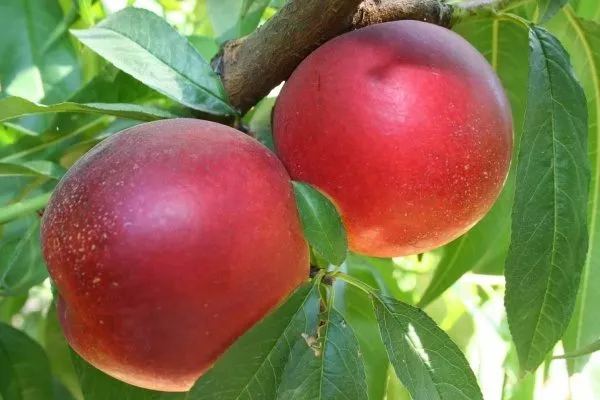 персик Шарафуга