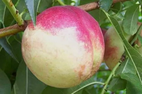 гибрид Пичерин