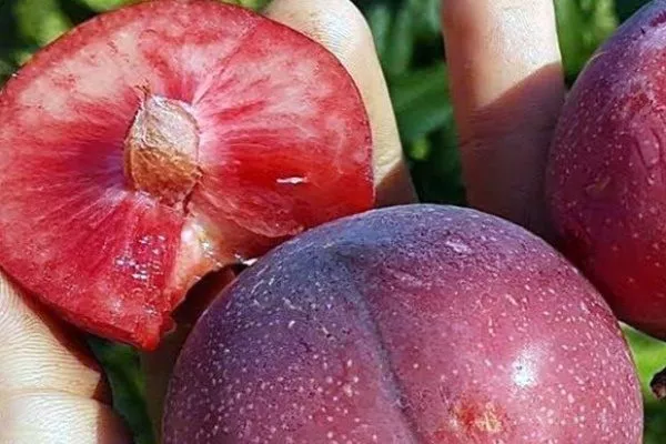 гибрид Нектакотум