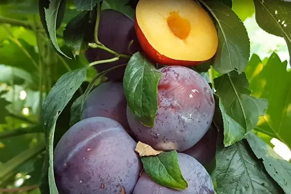 гибрид Сливовый нектарин (Нектаприум)