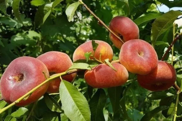 Инжирный персик