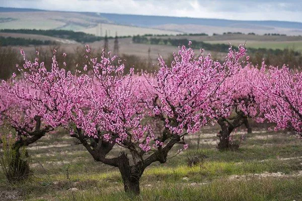 цветение персиков