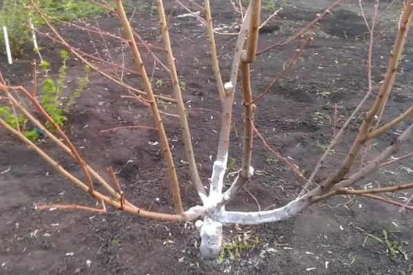 персик не цветёт