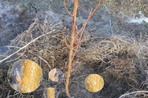 дерево персиков перемёрзло