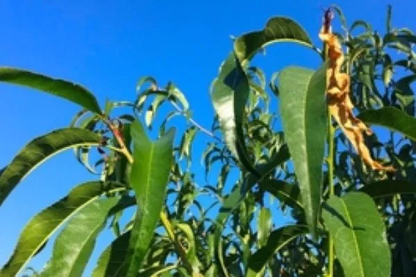 персик во время жары