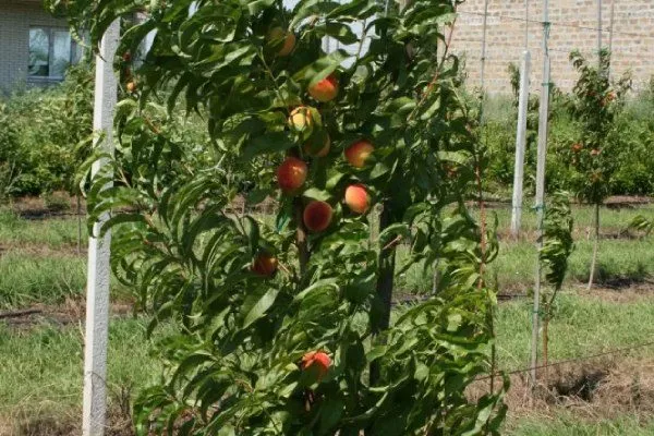 персик под влиянием ветра