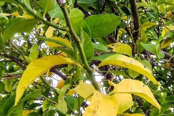 переизбыток или нехватка удобрений