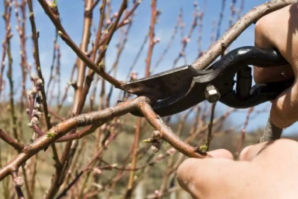 обрезка персика