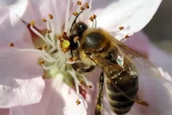 опыление персиков