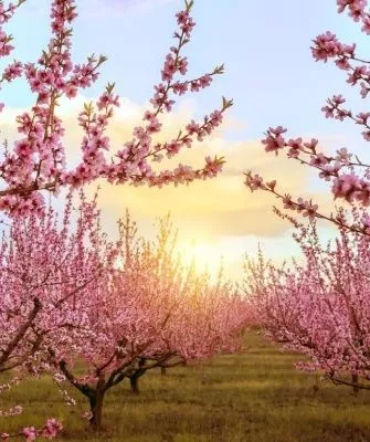 обильное цветение персиков