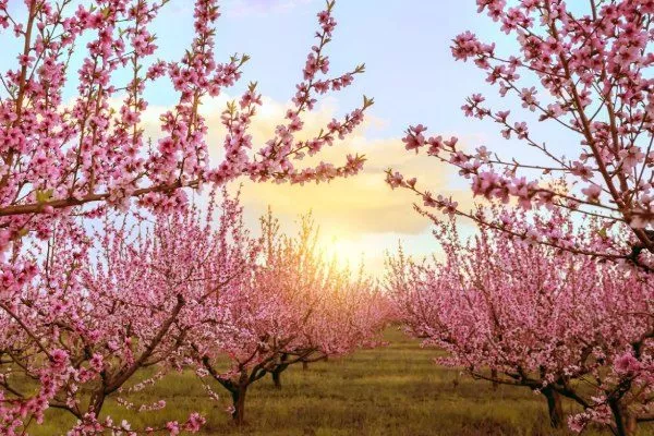 обильное цветение персиков