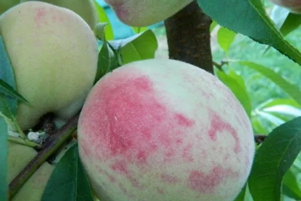 персик Белый лебедь