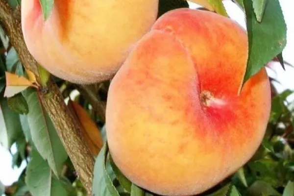 персик Владимир