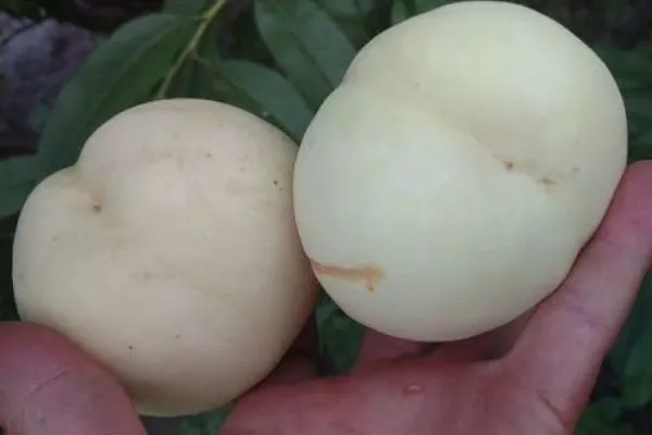 персик Фрут ми Айспич