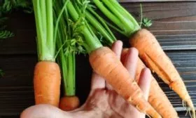 морковь Деревенская