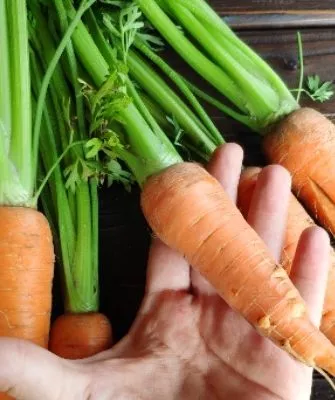 морковь Деревенская