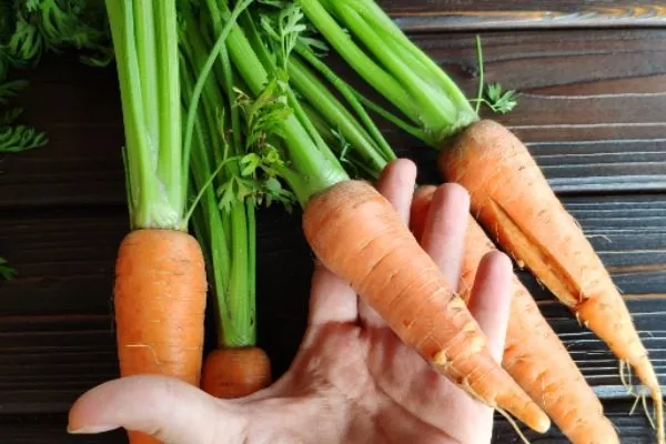 морковь Деревенская