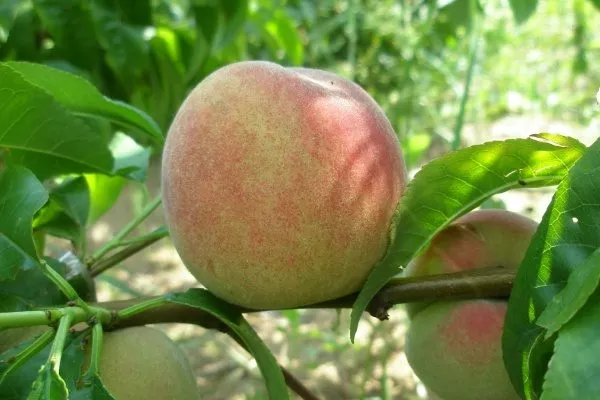 персик Осенний сюрприз