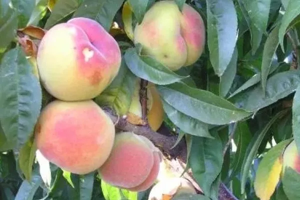 персик Донецкий белый