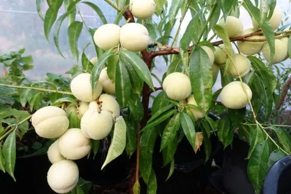 дерево с белыми персиками