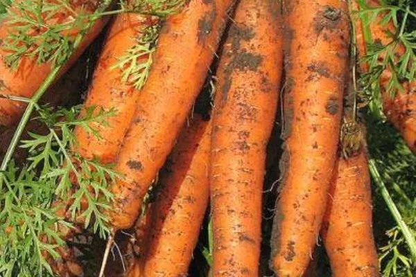 морковь Маэстро F1