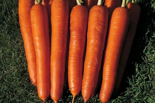 морковь Император