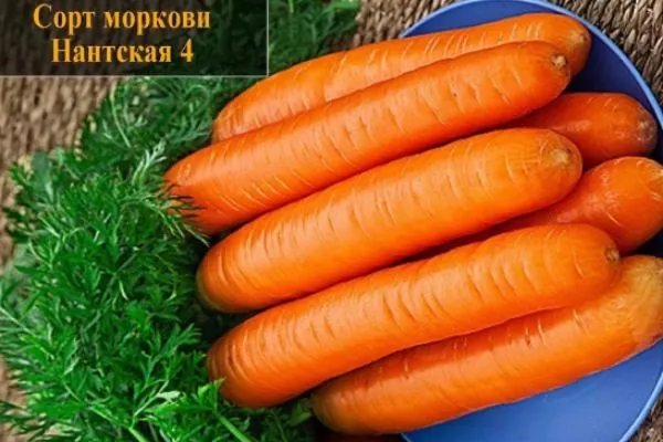 морковь Нантская 4