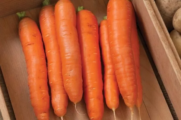 морковь Болеро F1