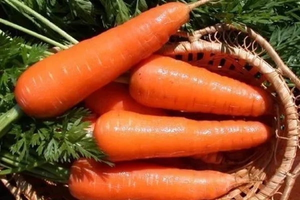 морковь Лакомка