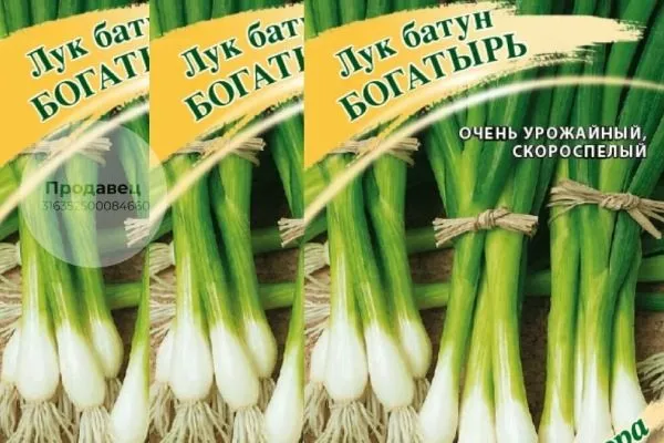 сортовой лук Богатырь