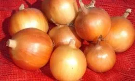 описание луковиц