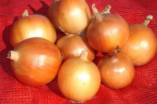 описание луковиц