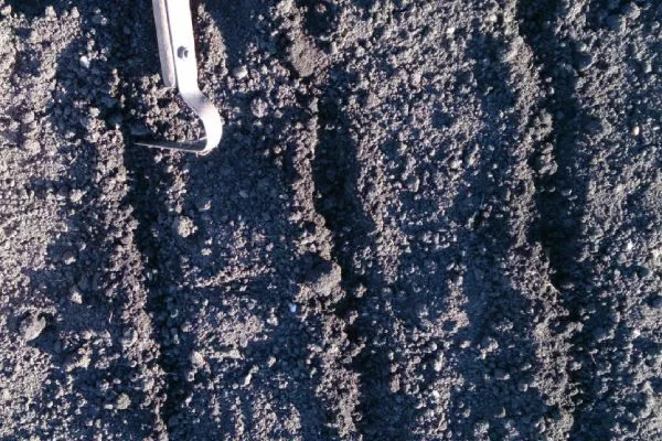 посадка лука семенами в открытый грунт