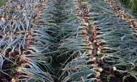 уборка лука на огороде